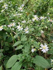 Symphyotrichum drummondii