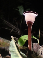 Lentinus