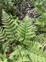 Athyrium angustum