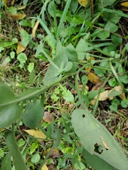 Symphyotrichum drummondii