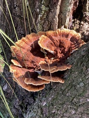 Ganoderma sessile