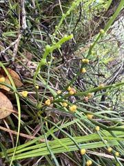 Psilotum nudum