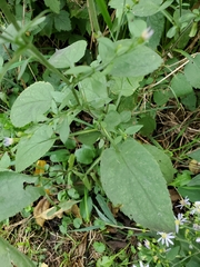 Symphyotrichum drummondii