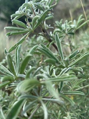 Dasineura lupinorum