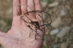 Zannichellia palustris