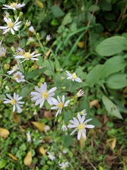 Symphyotrichum drummondii