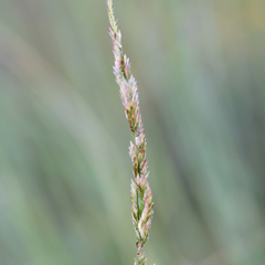 Eriochloa crebra