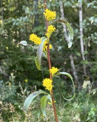 Solidago hispida