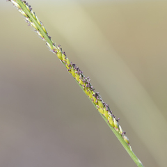 Eriochloa crebra