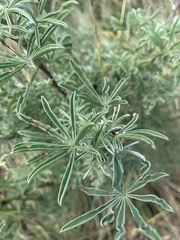 Dasineura lupinorum