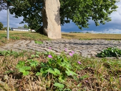 Geranium pyrenaicum