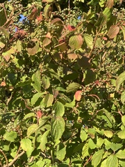 Cornus sanguinea