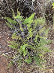 Pityrogramma austroamericana