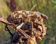 Cyphocleonus dealbatus