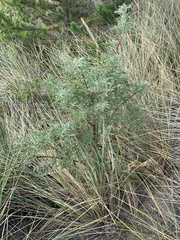 Dasineura lupinorum