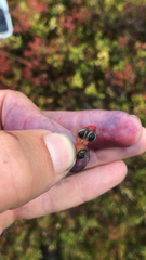 Chilocorus renipustulatus