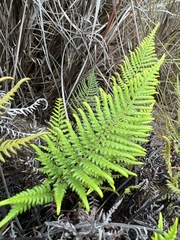 Pityrogramma austroamericana