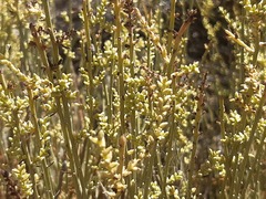 Salsola genistoides