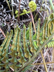 Pityrogramma austroamericana