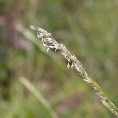 Eriochloa pseudoacrotricha