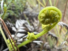 Pityrogramma austroamericana