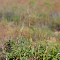 Eriochloa pseudoacrotricha