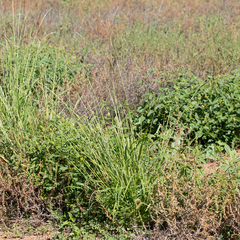 Eriochloa pseudoacrotricha