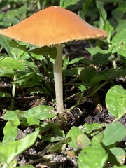 Marasmius vagus
