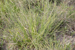 Eriochloa pseudoacrotricha