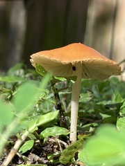 Marasmius vagus