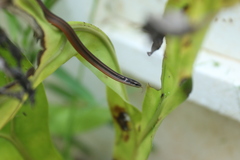 Coniophanes imperialis