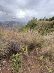 Pityrogramma austroamericana