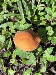 Marasmius vagus