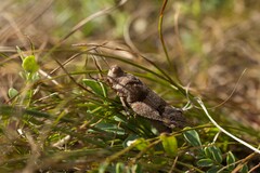 Oedipoda