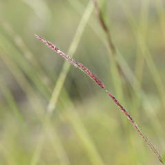 Eriochloa pseudoacrotricha
