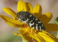 Acmaeodera decipiens