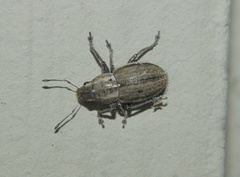 Naupactus peregrinus