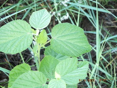Sida cordifolia