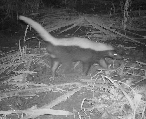 American Hog-nosed Skunk