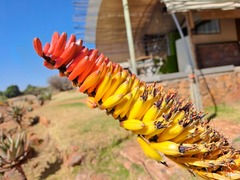 Aloe marlothii