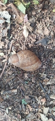 Megalobulimus oblongus