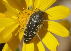 Acmaeodera rubronotata