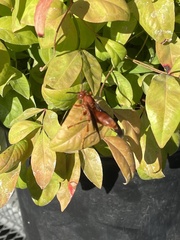 Polistes rubiginosus