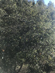 Quercus berberidifolia