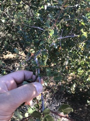 Quercus berberidifolia