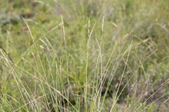 Eriochloa pseudoacrotricha