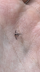 Aedes albopictus
