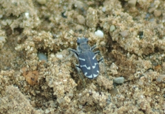 Cicindela tranquebarica