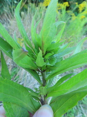 Rhopalomyia solidaginis