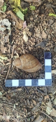 Megalobulimus oblongus